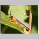 Oberea oculata - Rothalsiger Weidenbock 04 15mm.jpg